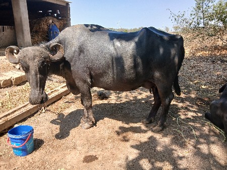 uchai. lambai. Puri