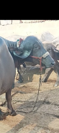 ભેંસ વેચવાની છે