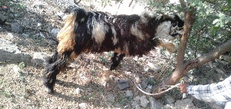 બકરા વેચવાના છે