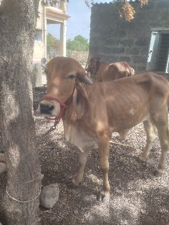 ગીર