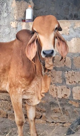 ખુટ વેચવાનો છે