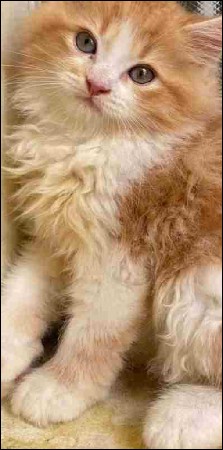 jevo colour joy evo mali cat