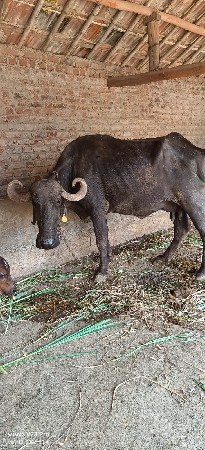 વેચવાની છે