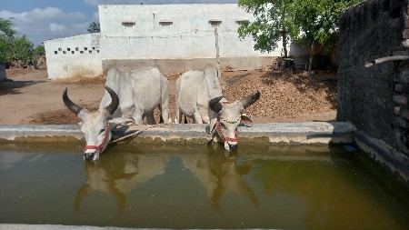 ગોઢલા વેચવાના છે