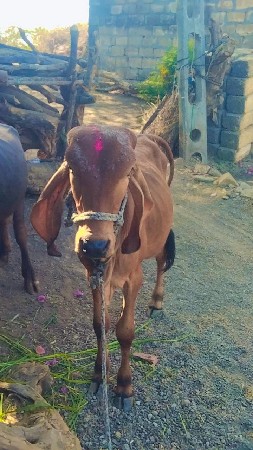 વાસળી દેશી છે ઓરીજનલ મૂંડો છે વેચ