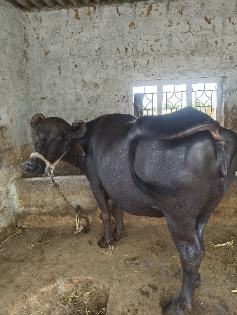 ભેંસ વેચવાની છે