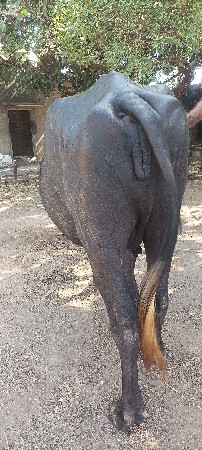 vechvani che
