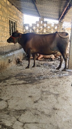 એસ એફ ગાય જર્સી ગાય વેસવાની છે