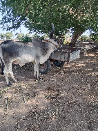 પેલી વાવણી છે