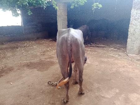 ખડેલી વેચવા ની છે