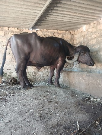 આ.ખડાયવેશવાનિછે