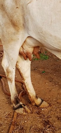 ગાય વેચવાની છે