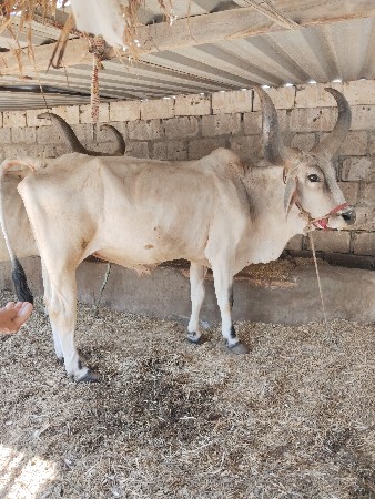 બળદ ની જોડ વેચવાની