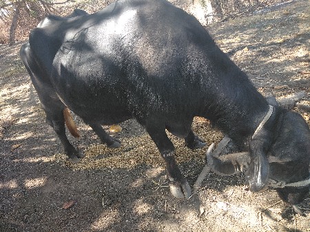 જાફરાબાદી ભેંસ વેચવાની છે