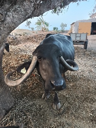 ભેંસ વેચવાની છે
