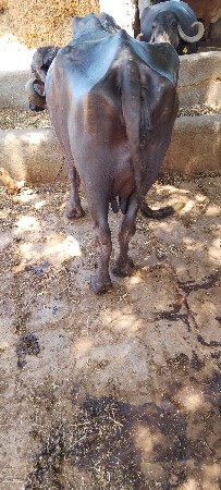વાણેવિલિ