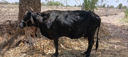 ગાય વેસવા ની સે