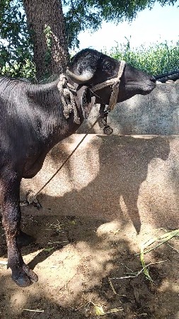 (સાટા કરવા છે)....ગાય લેવાની છે....
