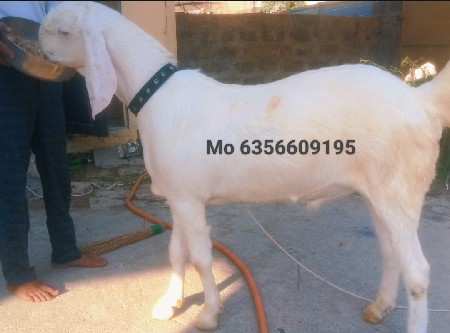 આ ત્રણ બકરા વેચવાના છે