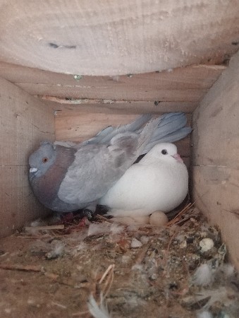 મોટી વડાણ