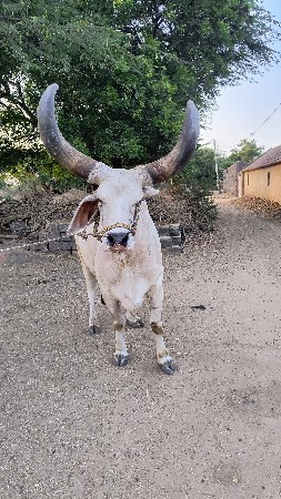 એક બળદ વેચવાનો છે