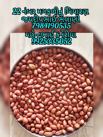મગફળી નું બીયારણ