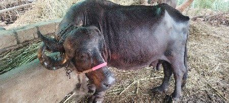 આ ભેંસ વેચવા નીચે