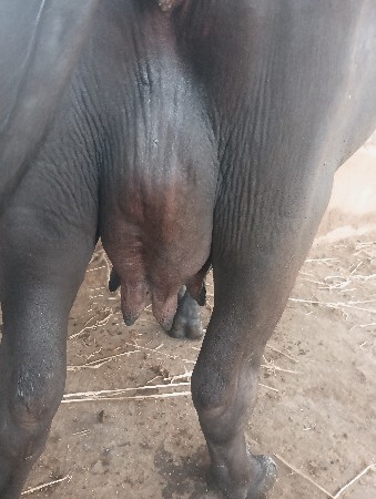 ભેશ વેચવાની છે