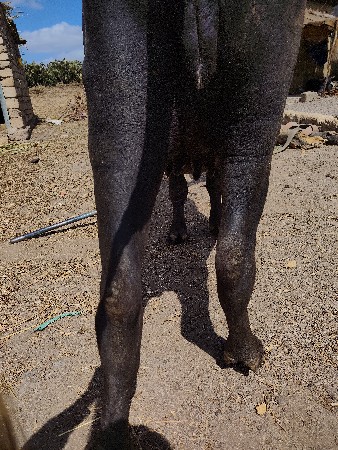 ખડેલી વેચવાની સે