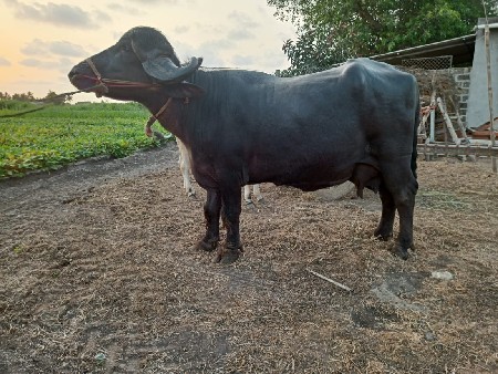 ભેંસ વેચવાની