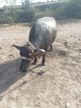 ભૈસ