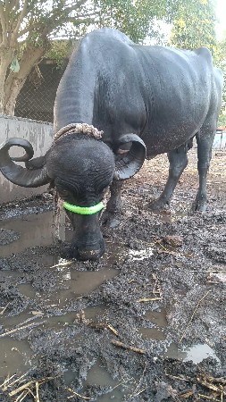 ત્રીજું વેતર...