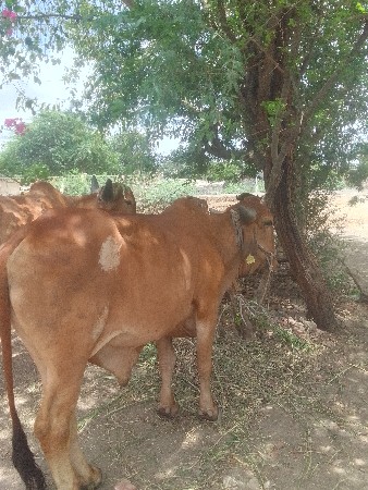બળદ વેચવાના છે સાટા પણ ચાલે