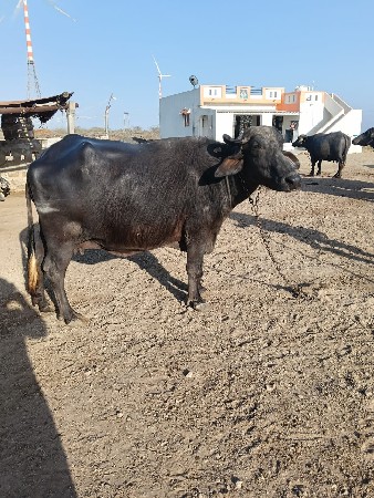 ભેંસ વેચવાની છે