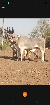 ચાર દાતે વઢિયારા વેચવાનાછે