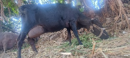 દેશી જર્સી ગાય
