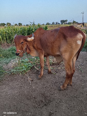 ગોદલા