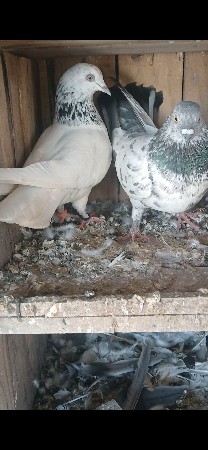kabutar ni Jodi vechava ni che