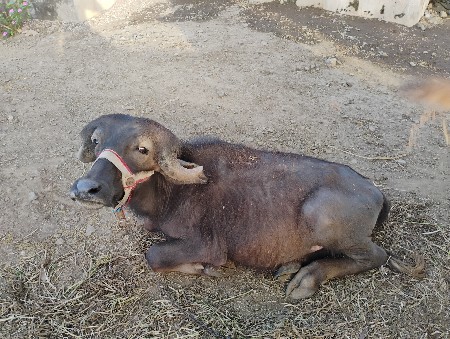 પાડો વેચવાનો છે