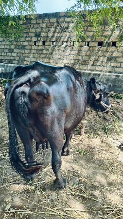 ભેંસ વેચવાની છે.
