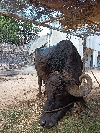 વેસવાની છે