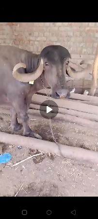 બે ખડાય