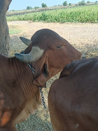 સારી છે