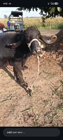 ભેંસ વેચવાનીસે