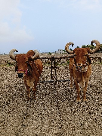 બળદ વેચવાના છે
