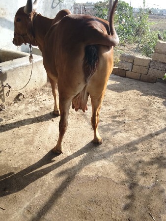 gay vechvani che