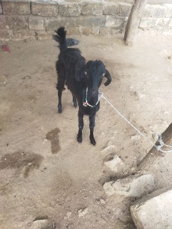 બકરી વેચવાની છે