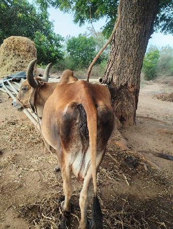 ગાય વેચવાની છે