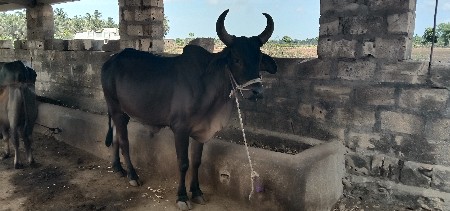 ગોઢલો