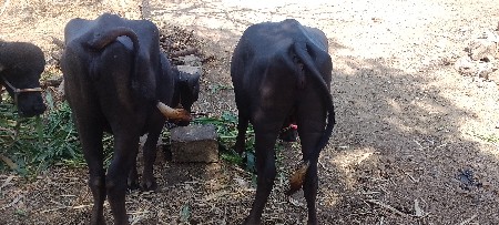 RaviBariya